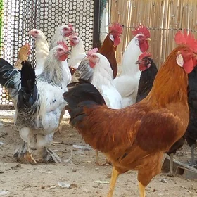 Towuk Balgar
