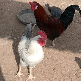 Horaz