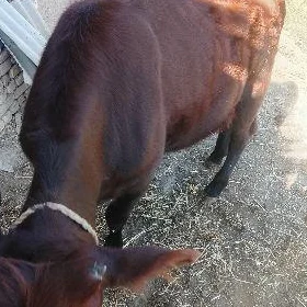 göle