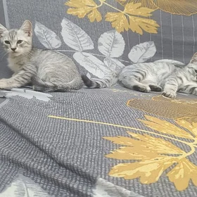 pişik