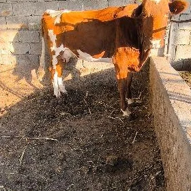GYBYRYT GÖLELİ