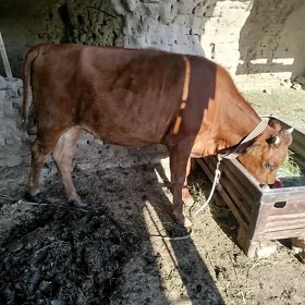 Gulajyn bakylan