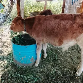 öküz