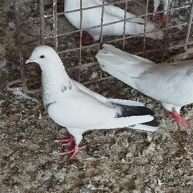 kepderi