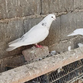 kepderi