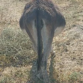 Eşek