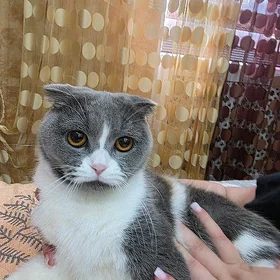 Кошка