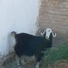 urkaçy owlaklar.