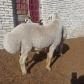Ak Gisar Koçkarlar