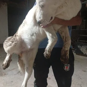Ak çopan küçük