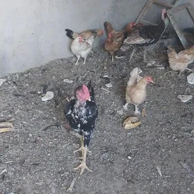 Taşkent horoz