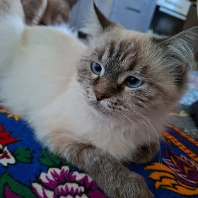 сиамский пишик