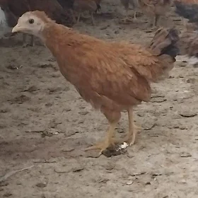 jüje