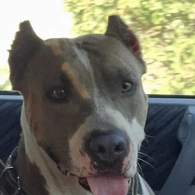 Pitbul