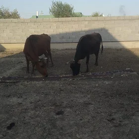 iki sany göleli sygyr