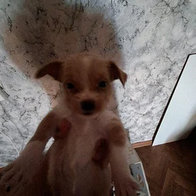 болонка
