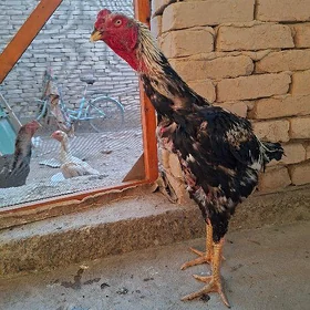 horaz