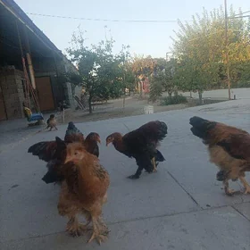 Brama horaz