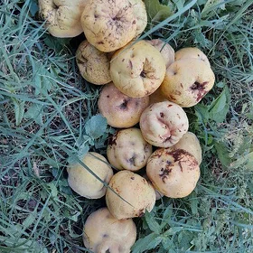 Айва, Aýva СРОЧНО ПРОДАМ