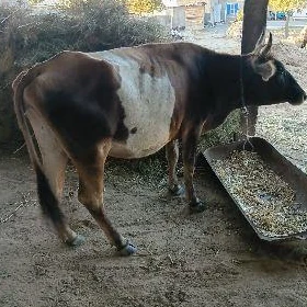 satlyk göleli sygyr