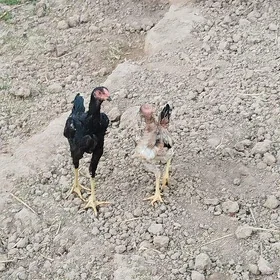 Taşkent horaz