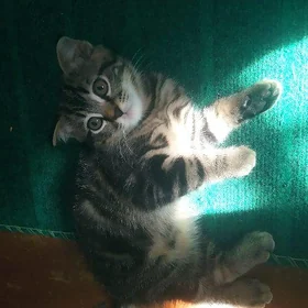 пародистый котёнок