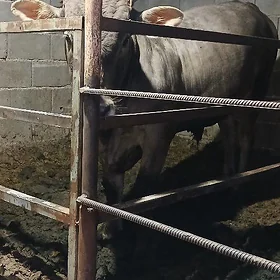 oküz