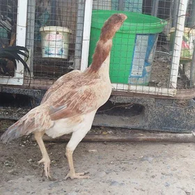 Taşkent maki