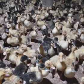 Gak-gak 🦆🦆🦆