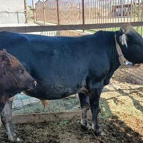 Öküz