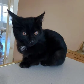 Котёнок
