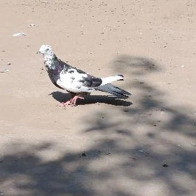 Kepderi