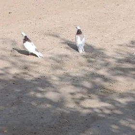 Kepderi