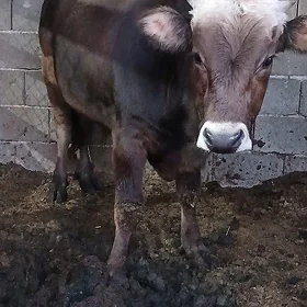 Öküz