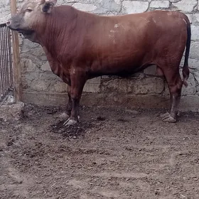 öküz