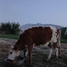 Göle