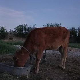 Göle