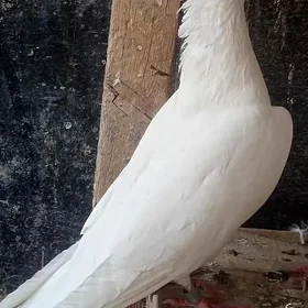 kepderi