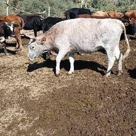 bogaz sygyrlar