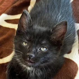 Котята