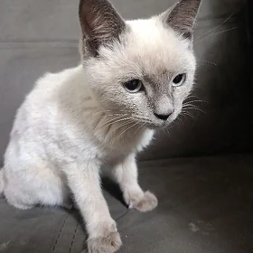 кошка