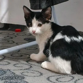 отдам кота