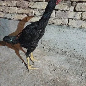 horoz