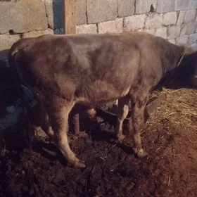 oküzçe iýermen siwet