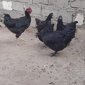 jersi towuklar
