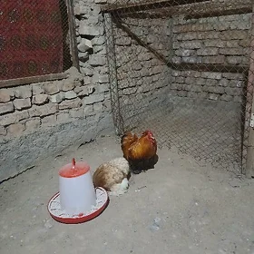 kohin towuk horaz juje karlik