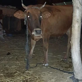 Goleli Sygyr