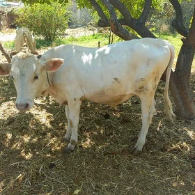 Öküzçe