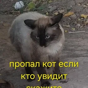 кот