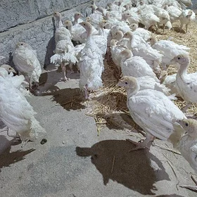 induk igigant big6 induk juyje